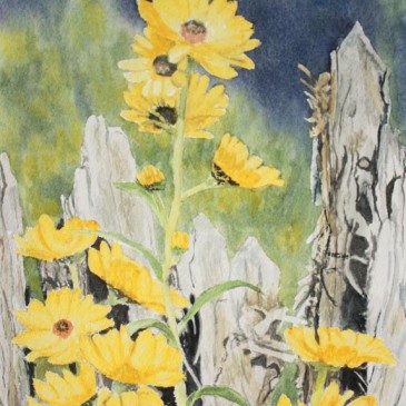 Maximillion Sunflowers